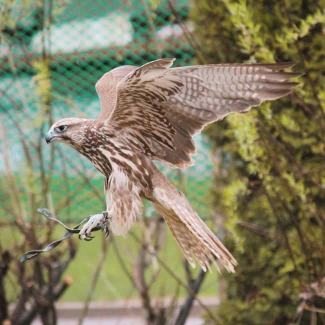 Almaty: Falconry show and Big Almaty Gorge - Who will enjoy this outing most